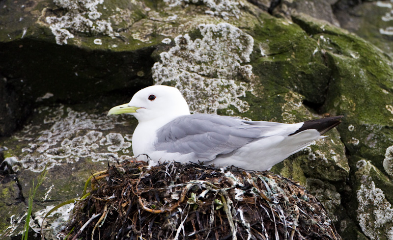 Black-Legged Kittiwake On Nest